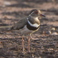 Forbes's Plover